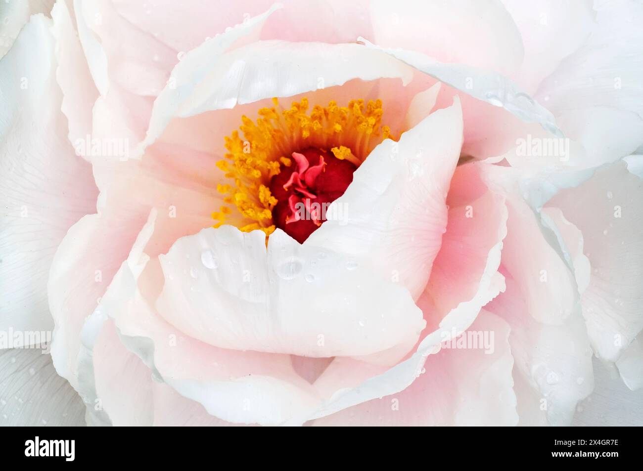 Pivoine fleurit au printemps après la pluie Banque D'Images