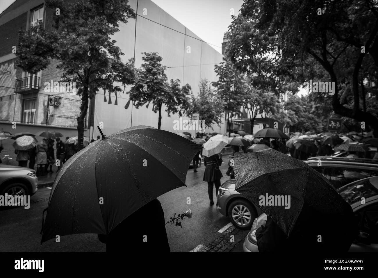 Les parents des enfants morts il y a exactement un an dans une fusillade à OS Vladislav Ribnikar à Belgrade sont arrivés ce matin devant l'école. Là, ils ont déposé des fleurs et allumé des bougies à la mémoire des enfants assassinés et du gardien de l'école. À 8 h 41, des sirènes ont retentit devant l'école. Dans le même temps, les médias en Serbie ont arrêté le programme et observé une minute de silence en l'honneur des personnes tuées. Les parents sont ensuite allés au parc Tasmajdanski, l’endroit où les enfants ont grandi et joué. Un mur vidéo a été installé à Belgrade (Sebi), montrant des photographies des victimes Banque D'Images