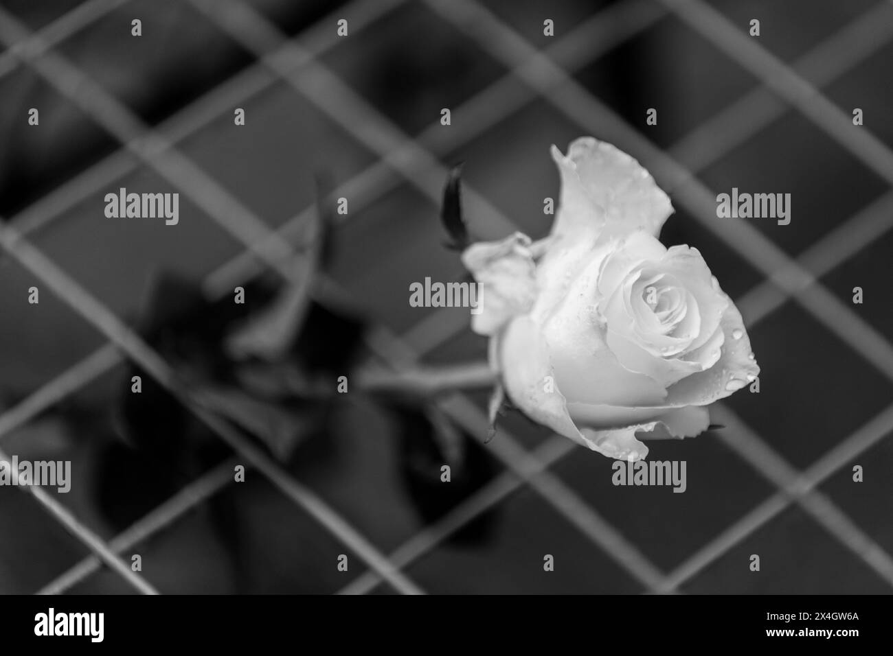 Les parents des enfants morts il y a exactement un an dans une fusillade à OS Vladislav Ribnikar à Belgrade sont arrivés ce matin devant l'école. Là, ils ont déposé des fleurs et allumé des bougies à la mémoire des enfants assassinés et du gardien de l'école. À 8 h 41, des sirènes ont retentit devant l'école. Dans le même temps, les médias en Serbie ont arrêté le programme et observé une minute de silence en l'honneur des personnes tuées. Les parents sont ensuite allés au parc Tasmajdanski, l’endroit où les enfants ont grandi et joué. Un mur vidéo a été installé à Belgrade (Sebi), montrant des photographies des victimes Banque D'Images