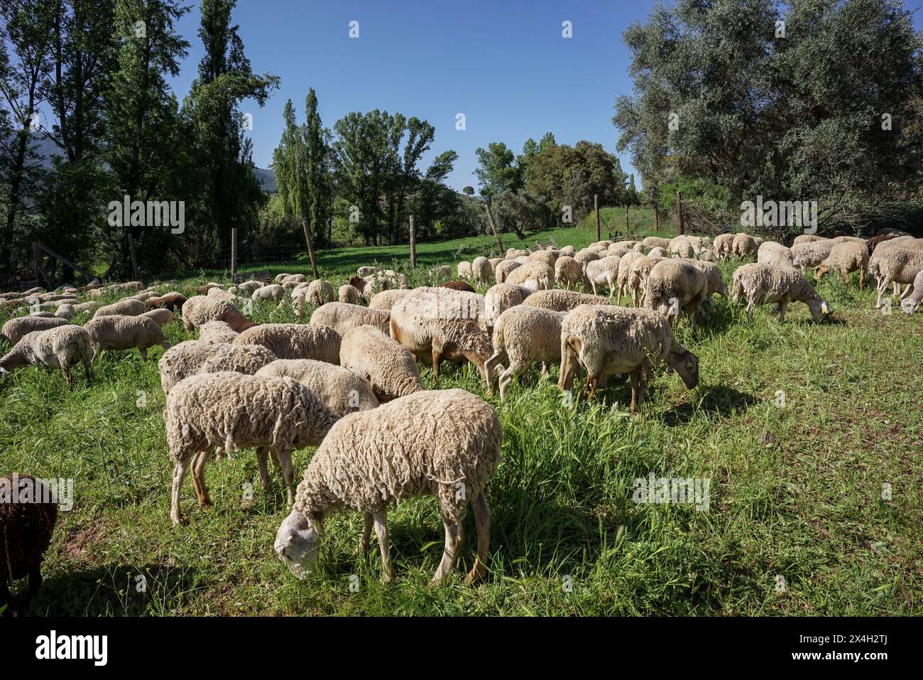 Troupeau de moutons en pâturage, région de Sierra de Segura, province de Jaén, Andalousie, Espagne Banque D'Images