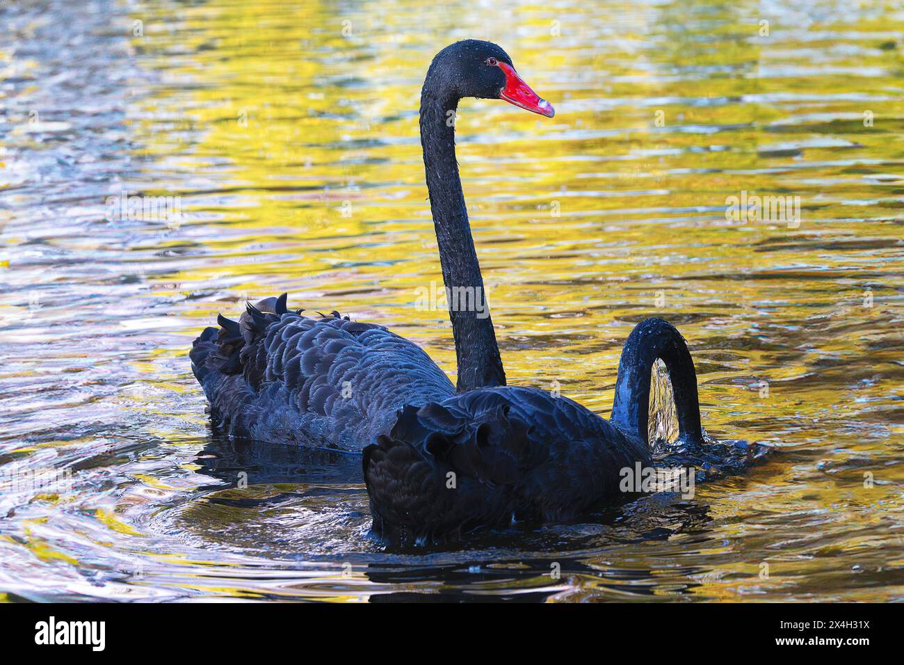 Couple de cygnes noirs sur l'étang à l'aube (Cygnus atratus) Banque D'Images