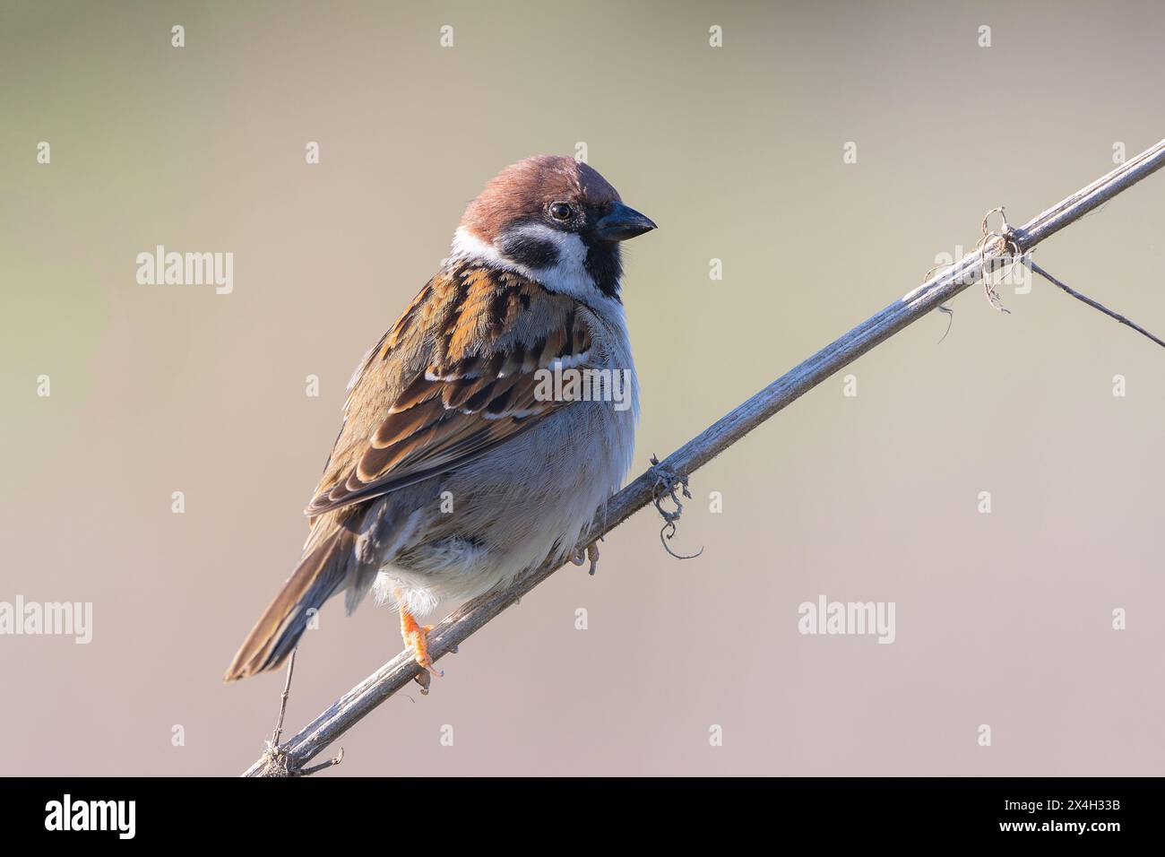Moineau d'arbre eurasien mâle sur fond hors foyer (passer montanus) ; cette espèce est plus commune dans les zones rurales à travers l'Europe Banque D'Images