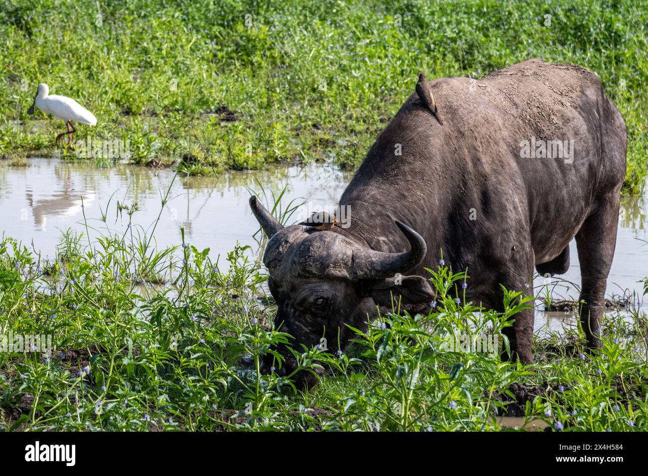 Un Buffalo africain avec une paire d'oiseaux vivant des insectes sur le Buffalo Banque D'Images