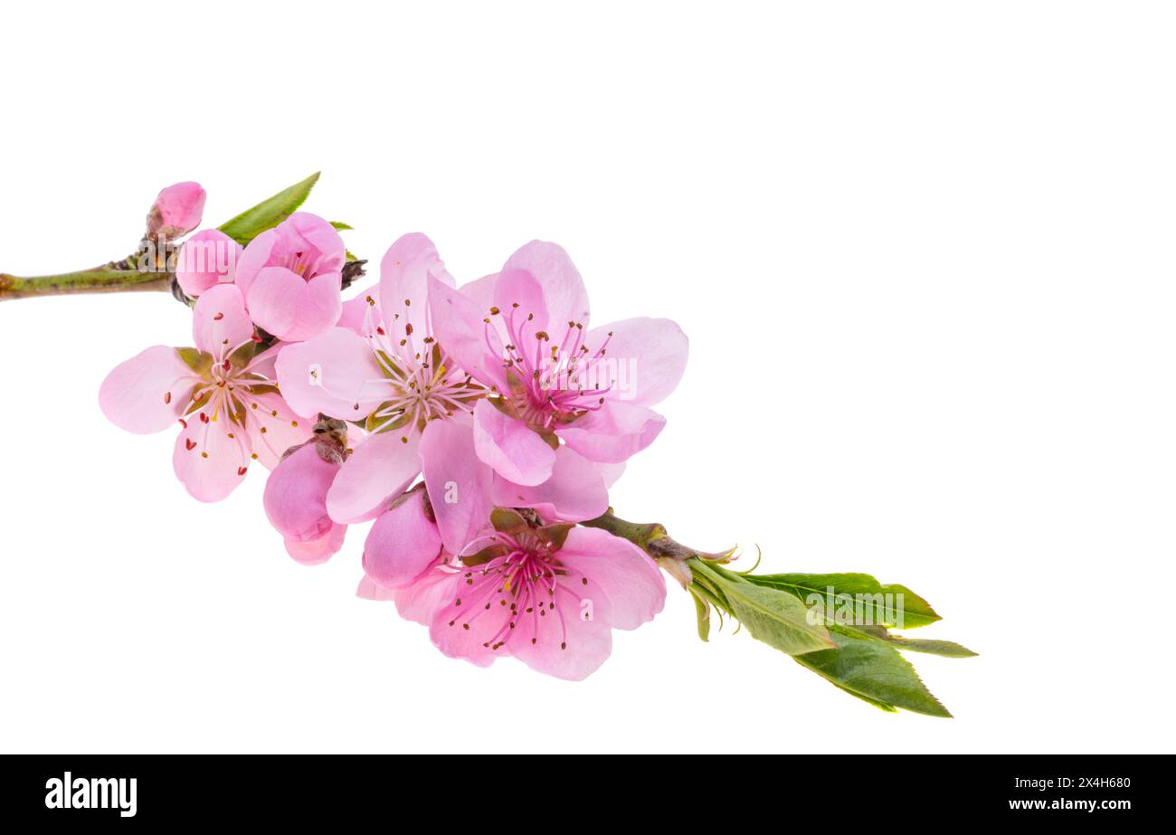 fleurs sakura isolées sur fond blanc Banque D'Images
