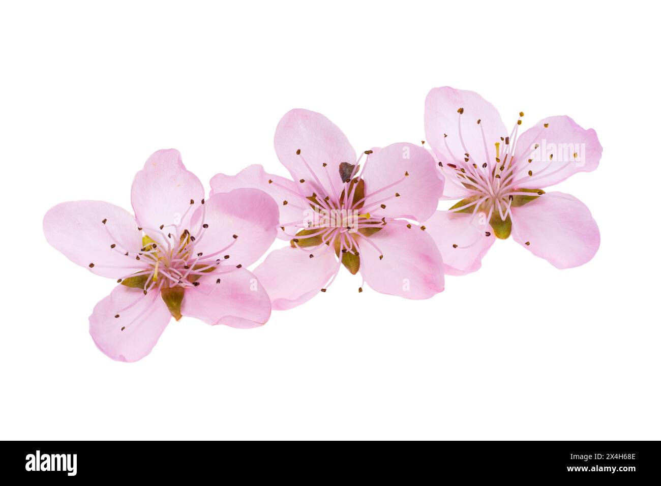 fleurs sakura isolées sur fond blanc Banque D'Images