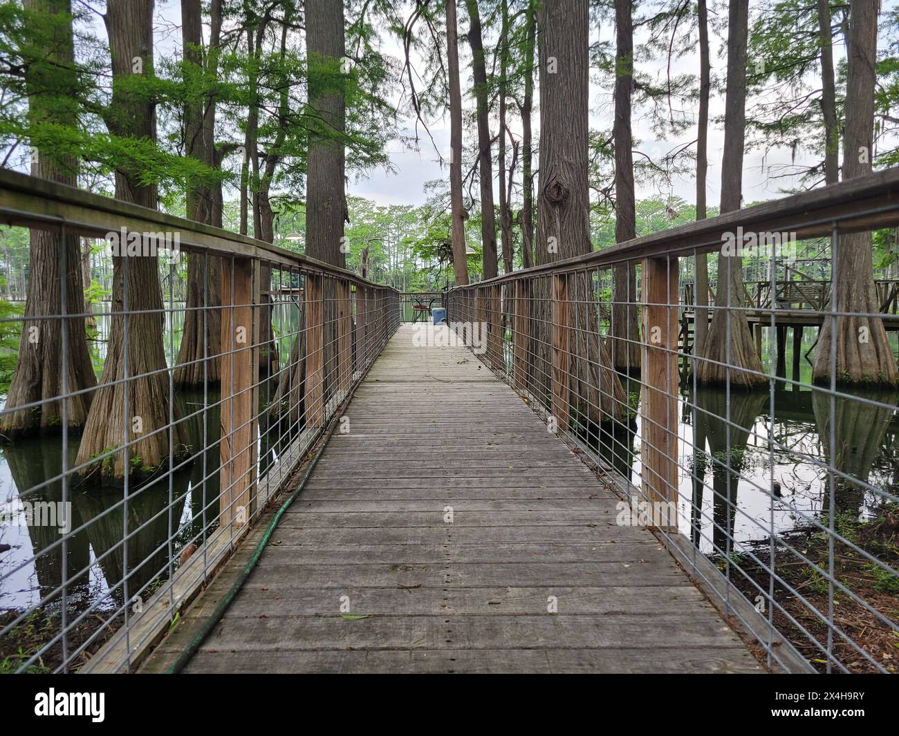 Passerelle et quai de bateau entourés de vieux cyprès chauves situés à Lake Enterprise, Arkansas. Banque D'Images