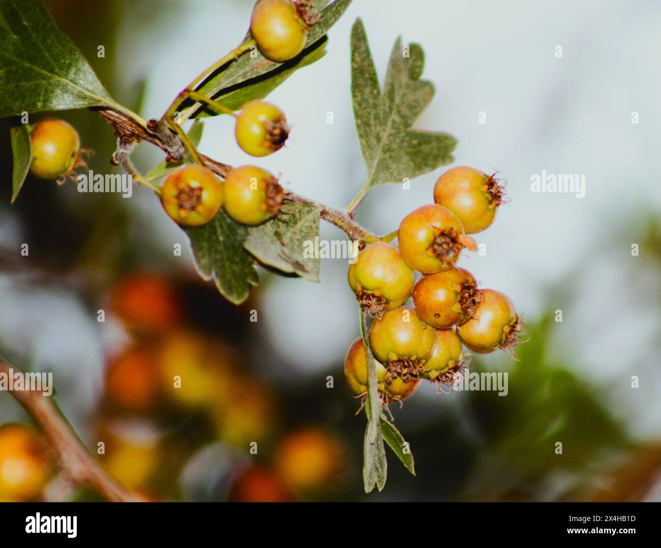 Les fruits non matures de Hawthorn ou peuvent être nommés comme Quickthorn, Thornapple, May-tree, Whitethorn ou Mayflower. De la famille des Rosaceae Banque D'Images