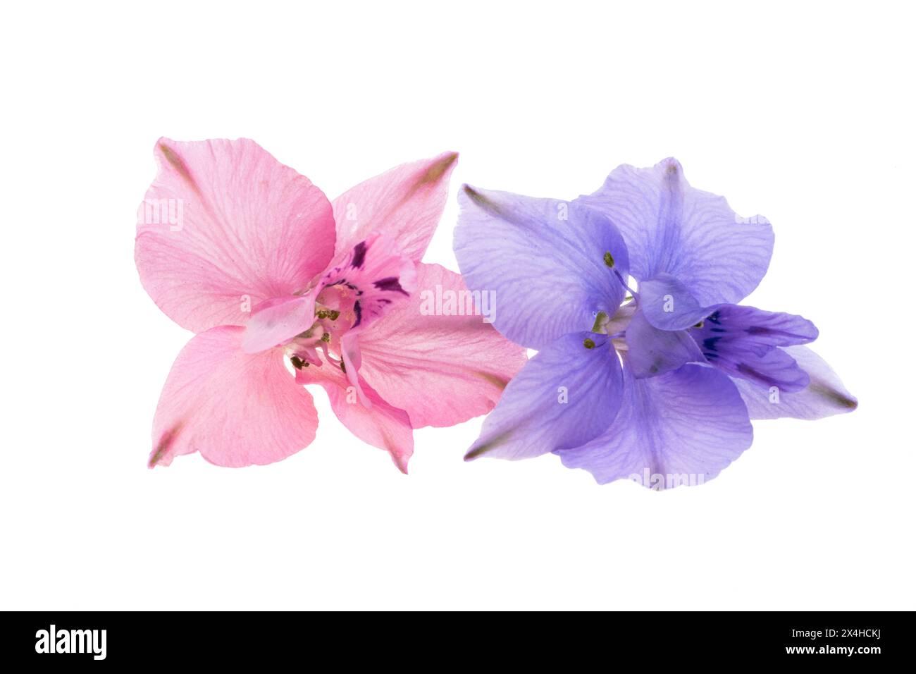 fleur de delphinium isolée sur fond blanc Banque D'Images