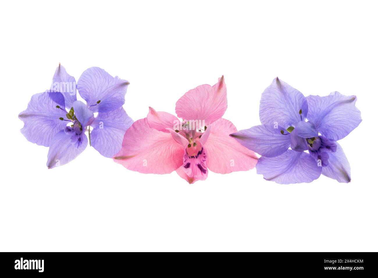 fleur de delphinium isolée sur fond blanc Banque D'Images