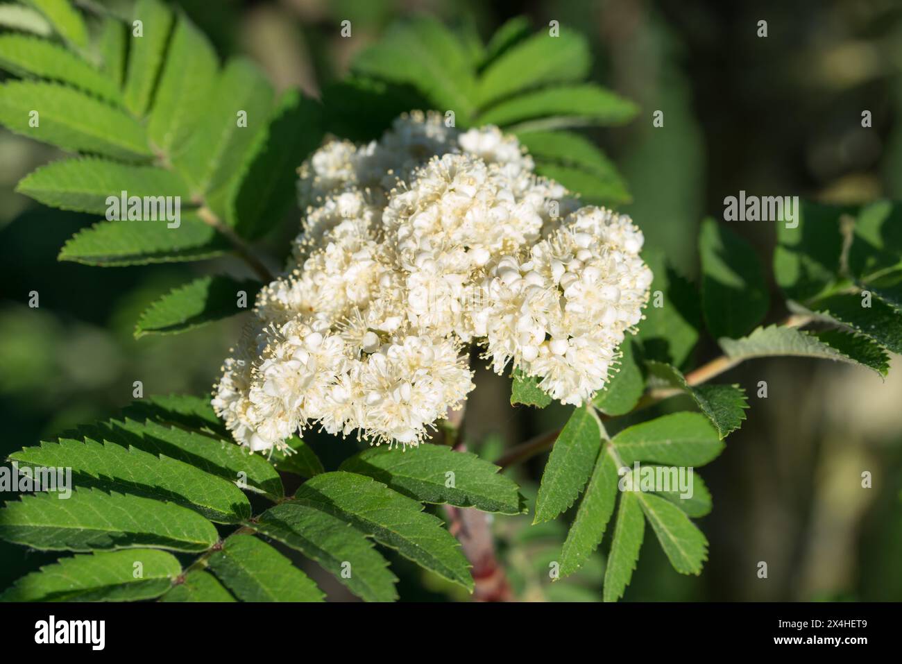 Sorbus aucuparia, rowan fleurs printanières blanches closeup focus sélectif Banque D'Images Sorbus aucuparia, rowan fleurs printanières blanches closeup focus sélectif Banque D'Images