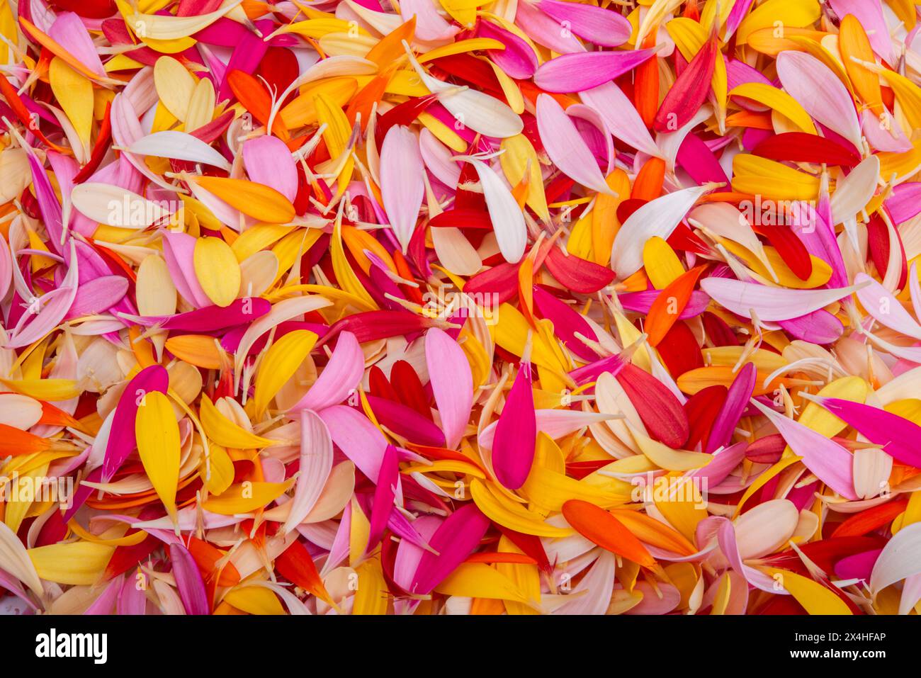 fond de pétales colorés de gerbera Banque D'Images