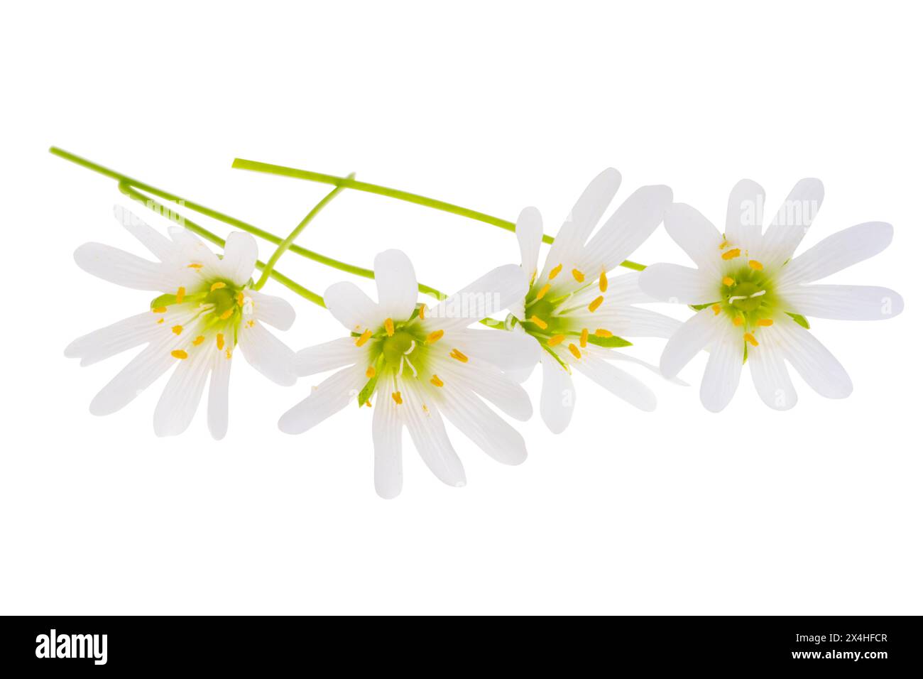 Fleur de chichweed isolé sur fond blanc Banque D'Images