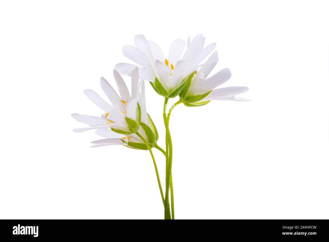 Fleur de chichweed isolé sur fond blanc Banque D'Images