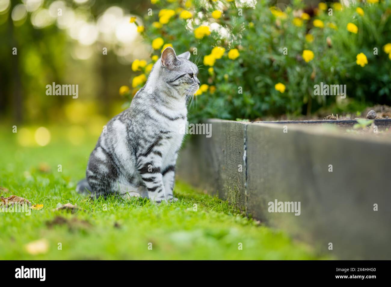 Jeune chat tabby argenté shorthair britannique ludique se relaxant dans la cour. Magnifique chat bleu-gris avec des yeux jaunes s'amuser à l'extérieur dans un jardin ou Banque D'Images