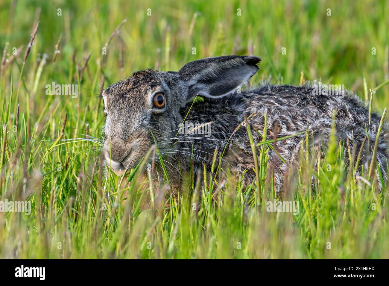 Gros plan du lièvre brun européen (Lepus europaeus) mangeant de la végétation dans les prairies / prairies Banque D'Images