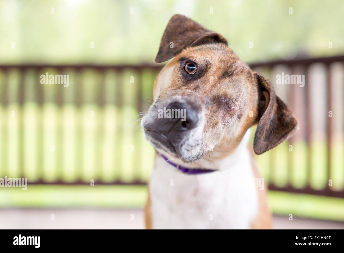 Un chien de race mixte borgne a récemment guéri d'une chirurgie d'énucléation Banque D'Images Un chien de race mixte borgne a récemment guéri d'une chirurgie d'énucléation Banque D'Images