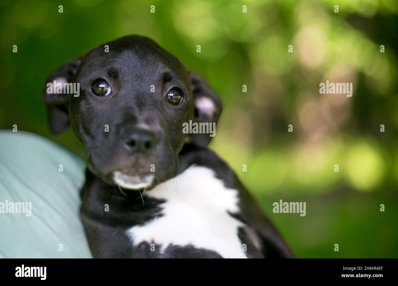 Jeune chiot noir et blanc de race mixte Retriever x Terrier Banque D'Images