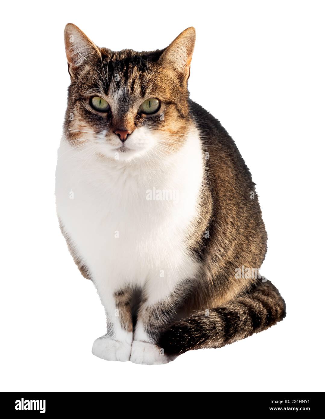 Chat sur un fond blanc gros plan. Isolez un chat assis avec sa queue entre ses pattes. Animaux de compagnie Banque D'Images Chat sur un fond blanc gros plan. Isolez un chat assis avec sa queue entre ses pattes. Animaux de compagnie Banque D'Images