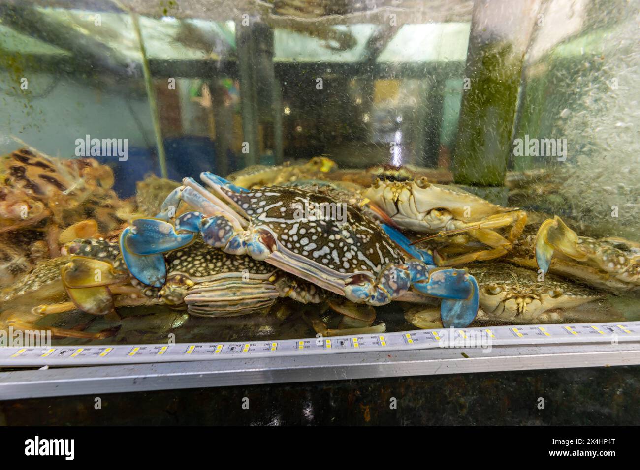 Fruits de mer frais sur un marché au Vietnam Banque D'Images