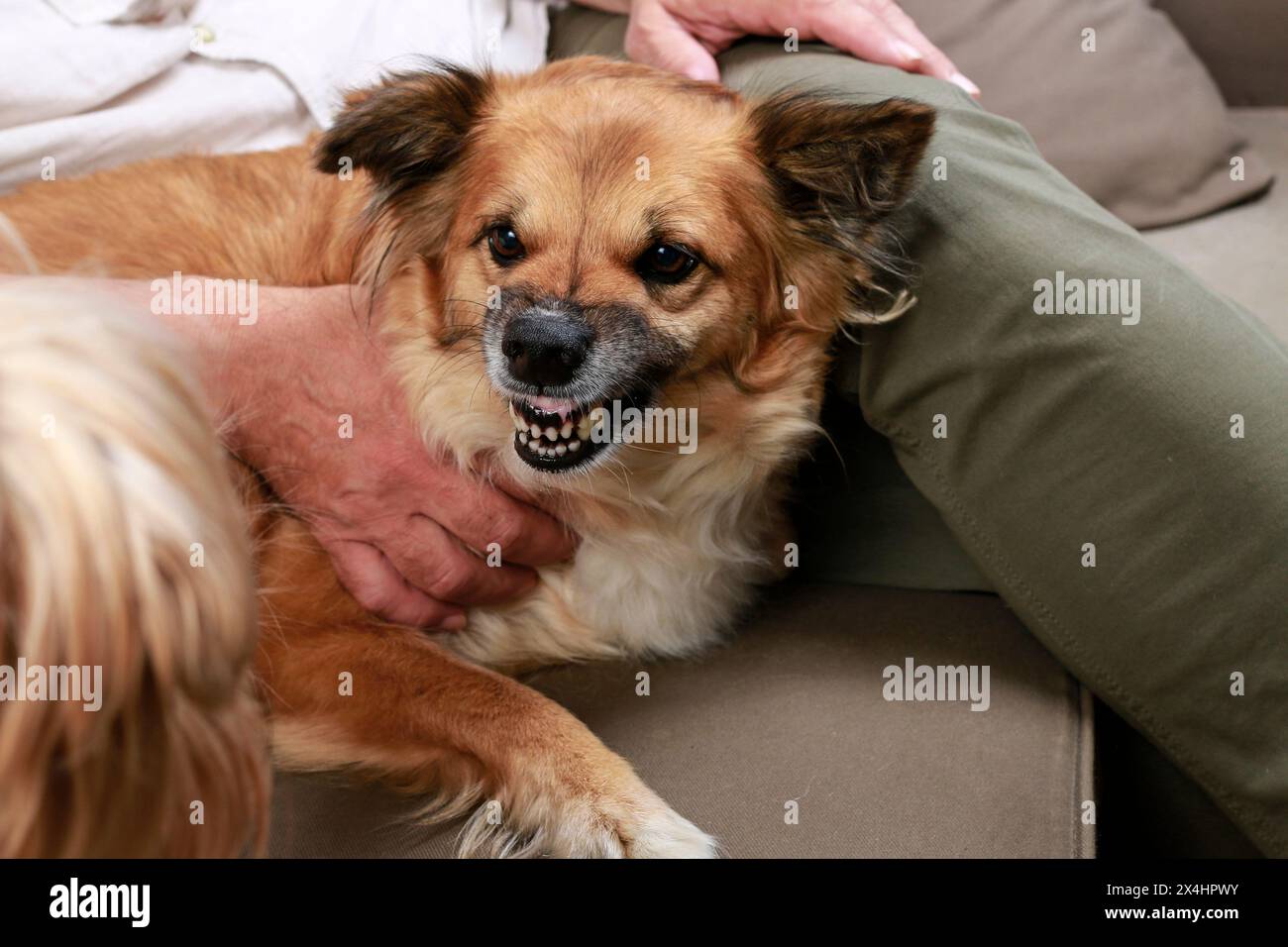 Le chien grogne après un autre chien. Animaux de compagnie en action Banque D'Images