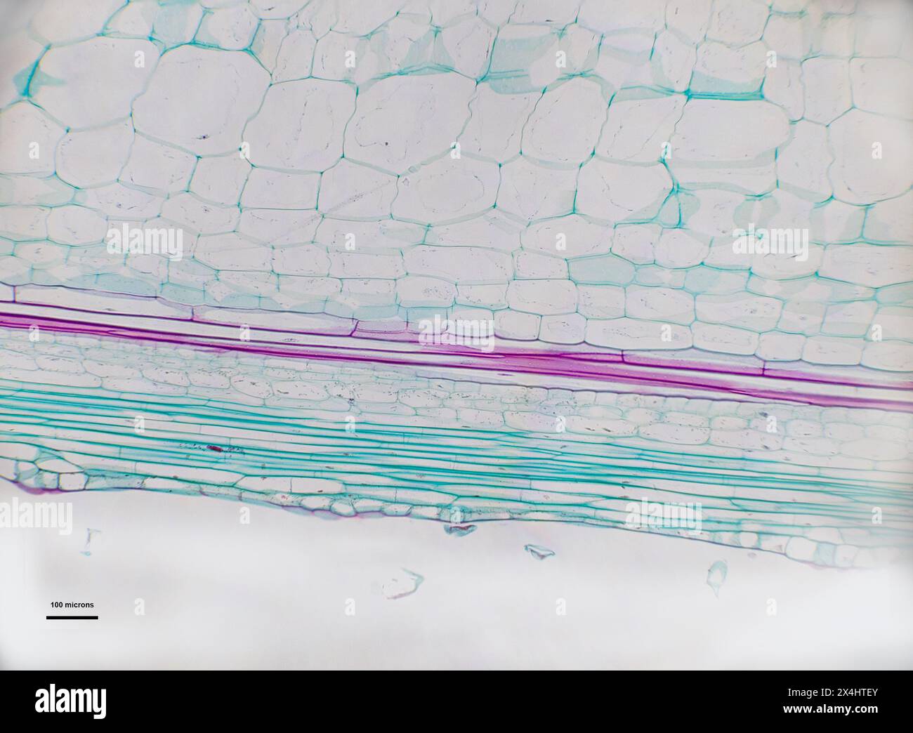 Cucurbis sous microscope optique Banque D'Images