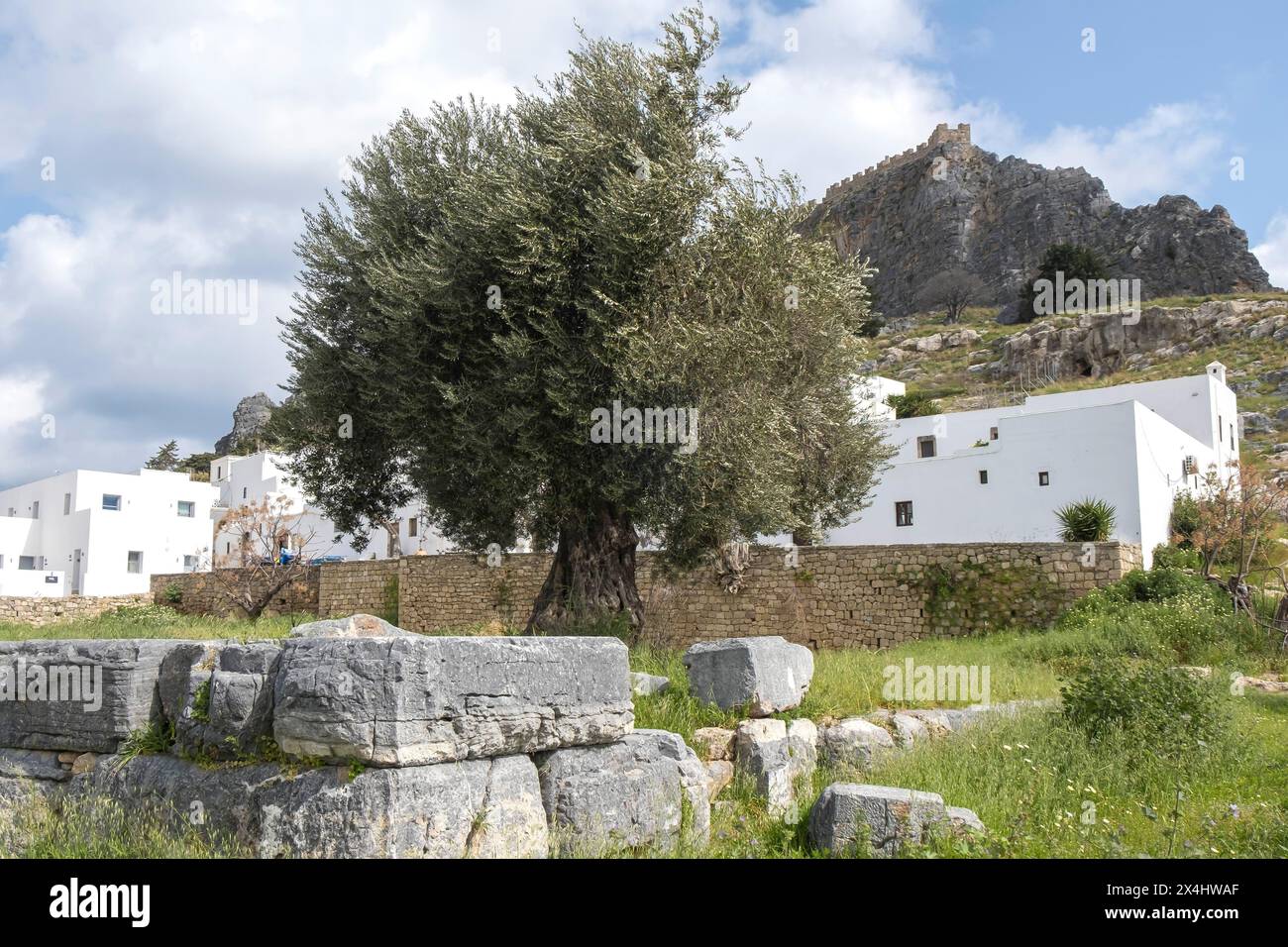 Vieil olivier à Lindos, Rhodes, archipel du Dodécanèse, îles grecques, Grèce, Europe Banque D'Images
