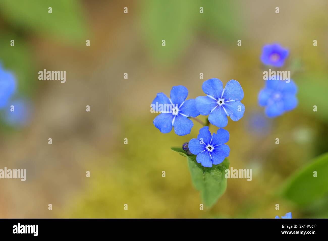 Jardin Forget-me-not (Myosotis), fleurs bleues, plante ornementale, fleur ornementale, fleur, botanique, floraison, printemps, printemps, Wilnsdorf, Rhénanie-du-Nord-nous Banque D'Images