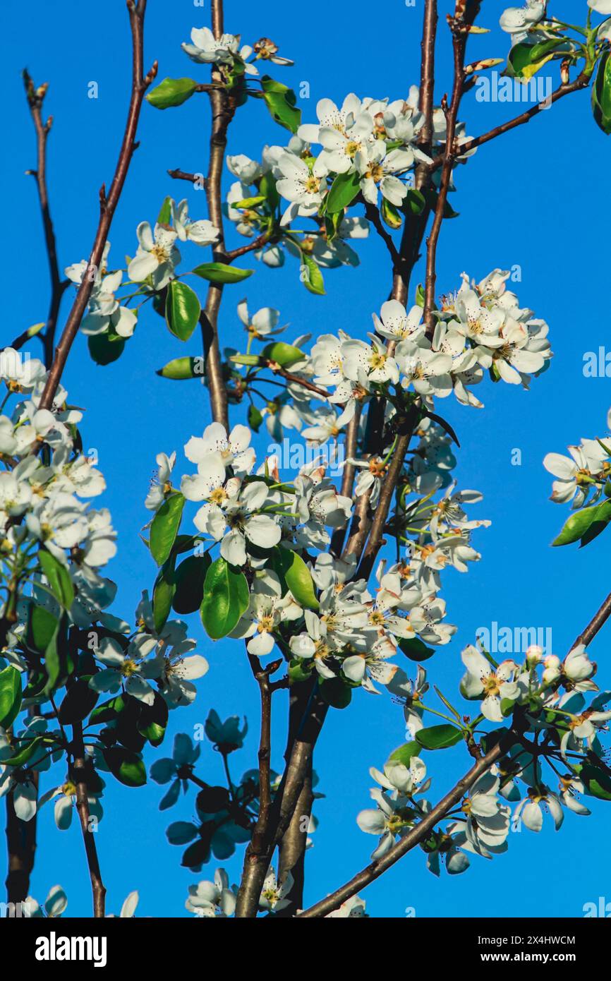 Branches de poire en fleurs au printemps Banque D'Images
