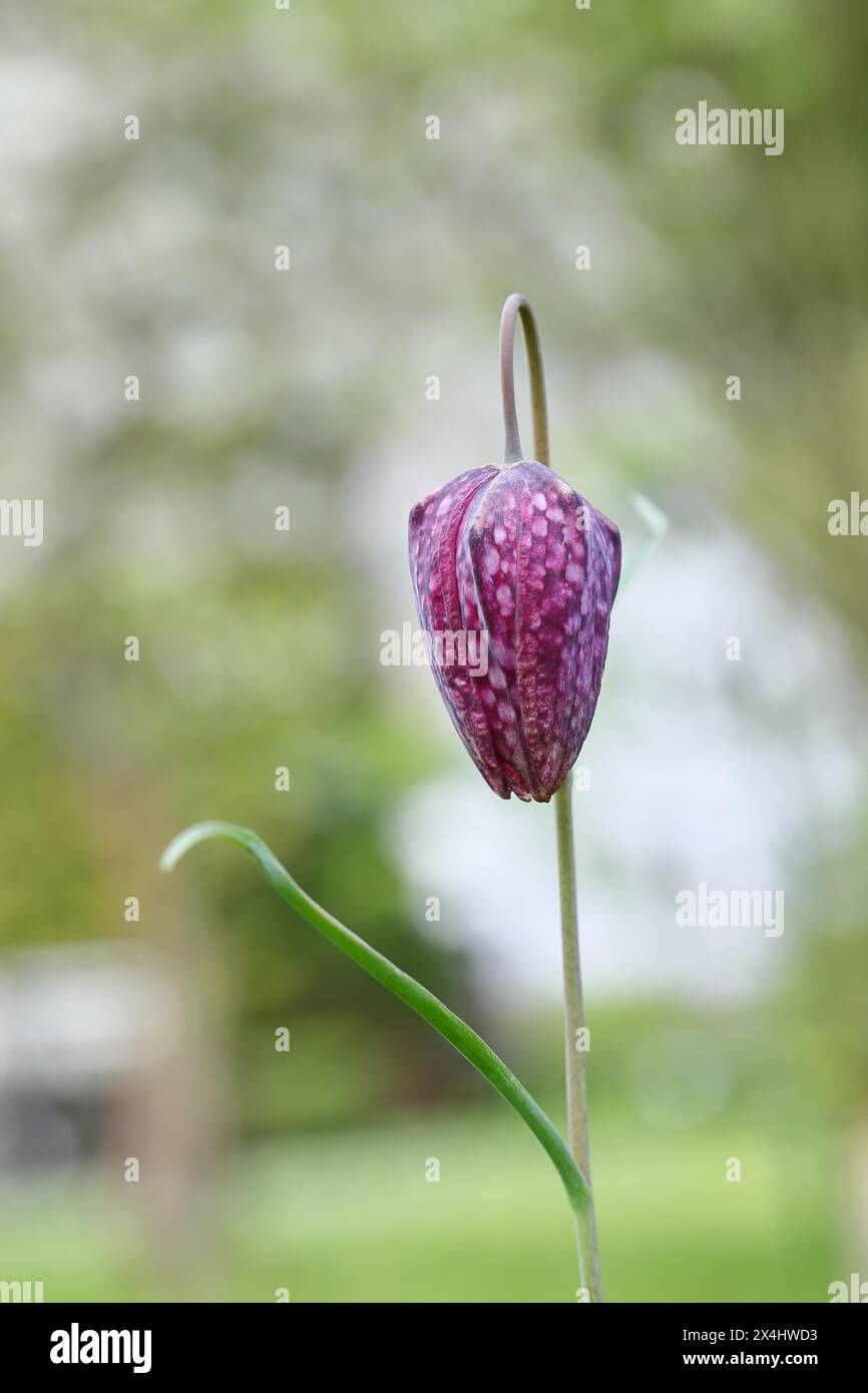 Fritillaire à tête de serpent (Fritillaria meleagris), fleur encore fermée dans un pré, inflorescence, floraison précoce, printemps, Wilnsdorf, Rhénanie-du-Nord-Westpha Banque D'Images
