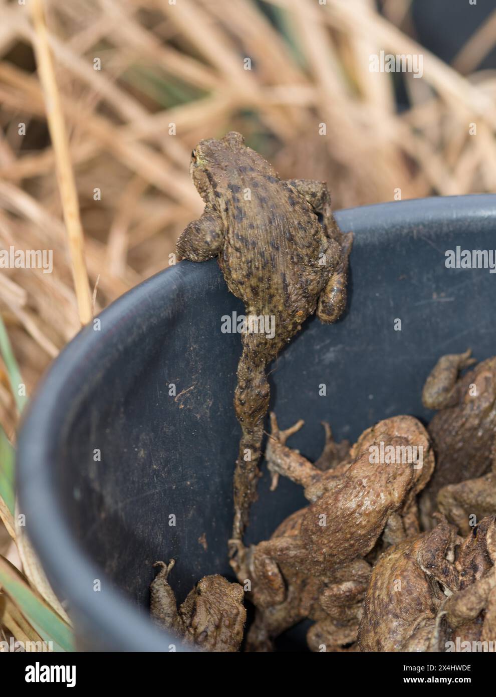 Crapauds communs (Bufo Bufo), mâles, femelles, couples en amplexus et animaux isolés à côté de l'eau de frai dans un seau après avoir été sauvés par un amphibien Banque D'Images