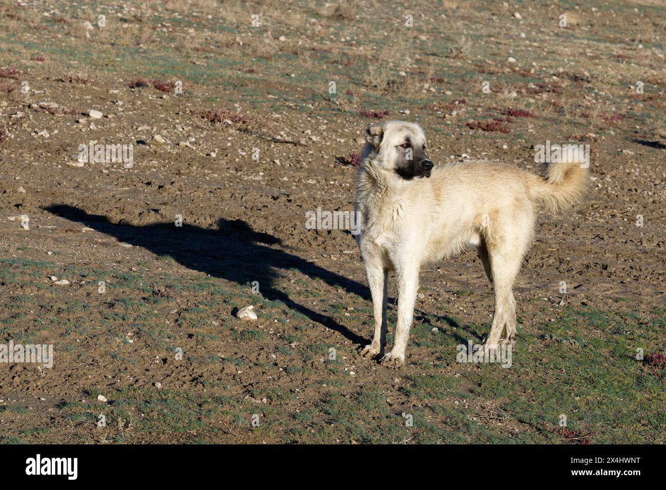 Chien berger anatolien, Dogubayazit, Turquie Banque D'Images