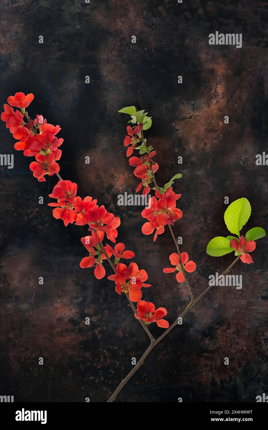 Branche de coing japonais en fleurs (Chaenomeles japonica) sur fond sombre, Bavière, Allemagne Banque D'Images