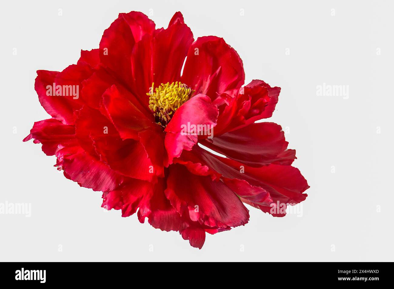 Fleur de pivoine (Paeonia) sur fond blanc, Bavière, Allemagne Banque D'Images