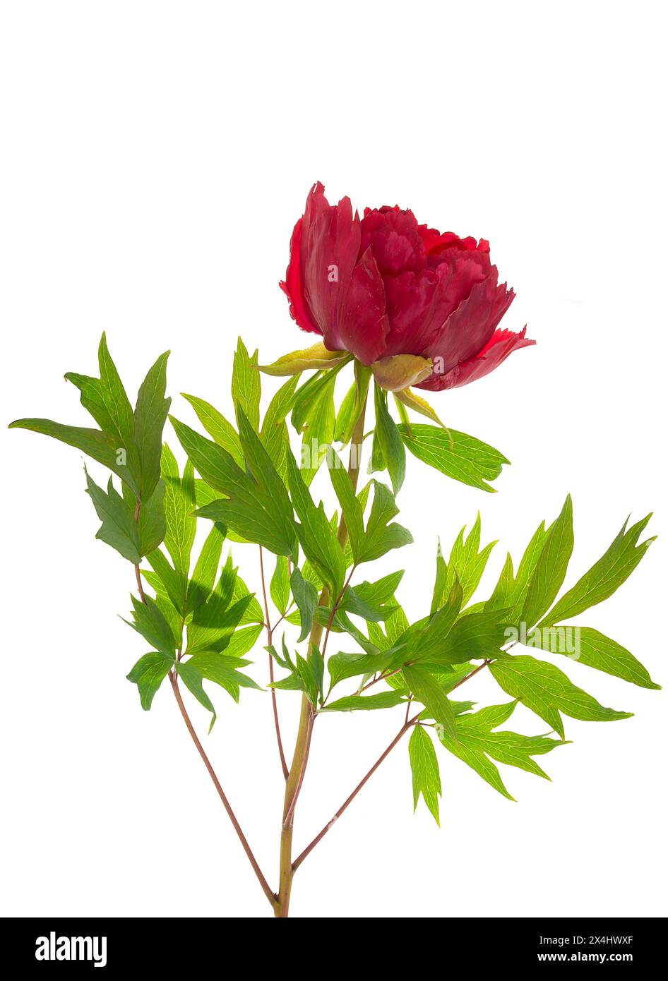 Pivoine européenne (Paeonia) sur fond blanc, Bavière, Allemagne Banque D'Images