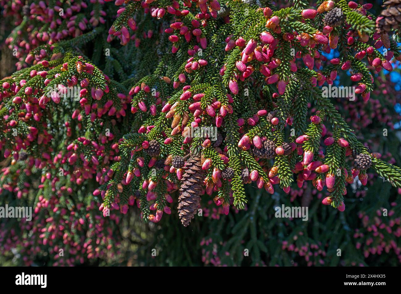 Fleurs d'une épinette du Caucase (Picea orientalis), Bavière, Allemagne, Europe Banque D'Images