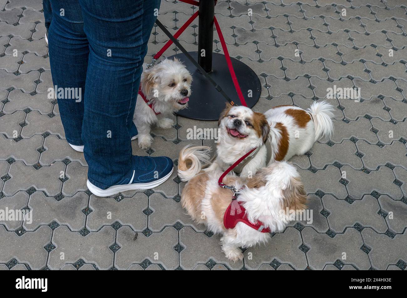 Trois chiens en laisse, deux Pekingese et un Pekapoo, Bavière, Allemagne, Europe Banque D'Images