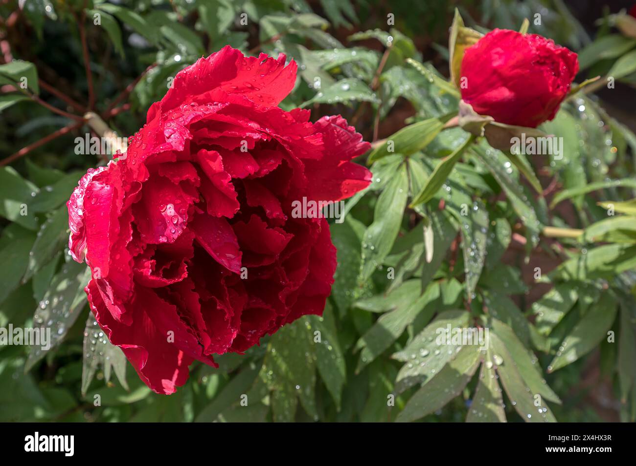 Fleur de pivoine (Paeonia) avec des gouttes de pluie, Bavière, Allemagne Banque D'Images