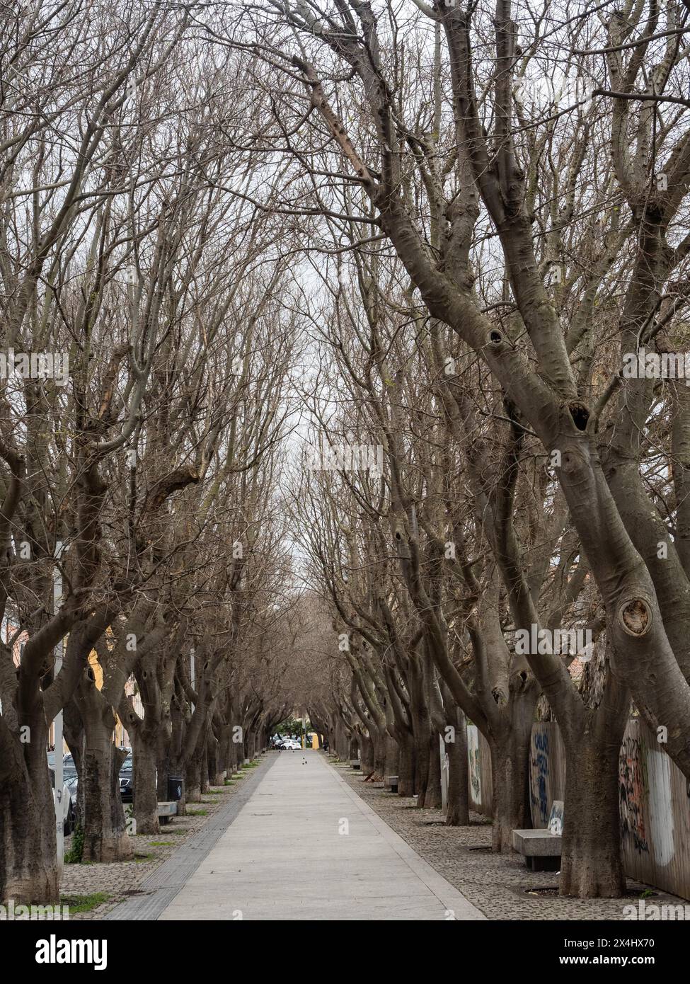 Les arbres nus forment une avenue, Sassari, Sardaigne, Italie, Europe Banque D'Images