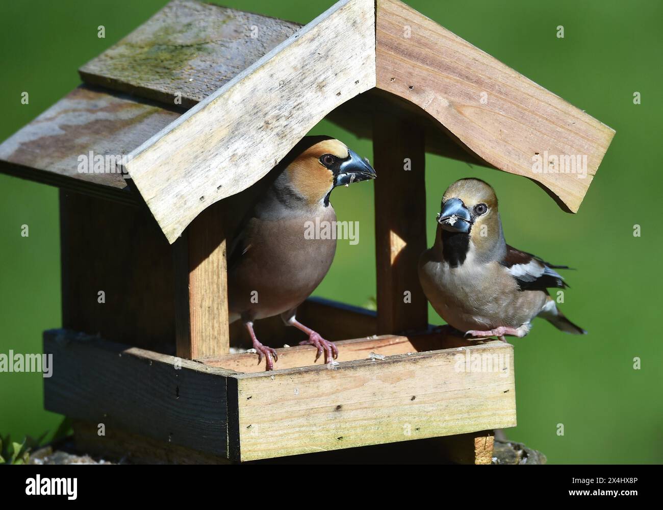 Hawfinch (Coccothraustes coccothraustes) pendant l'accouplement de l'alimentation dans la maison d'oiseaux au printemps Banque D'Images