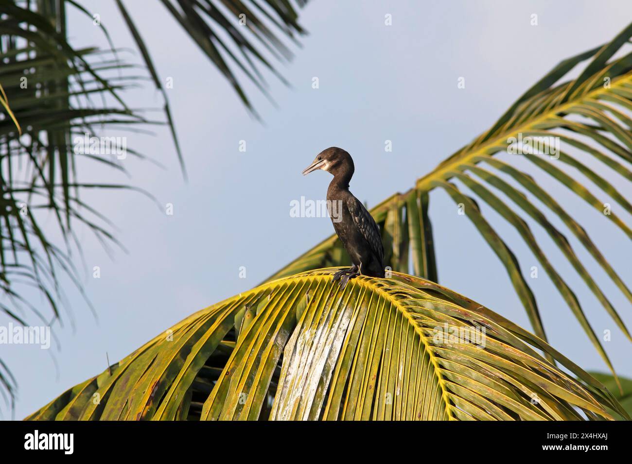 Grand cormoran (Phalacrocorax carbo) sur un palmier, backwaters, Kumarakom, Kerala, Inde Banque D'Images