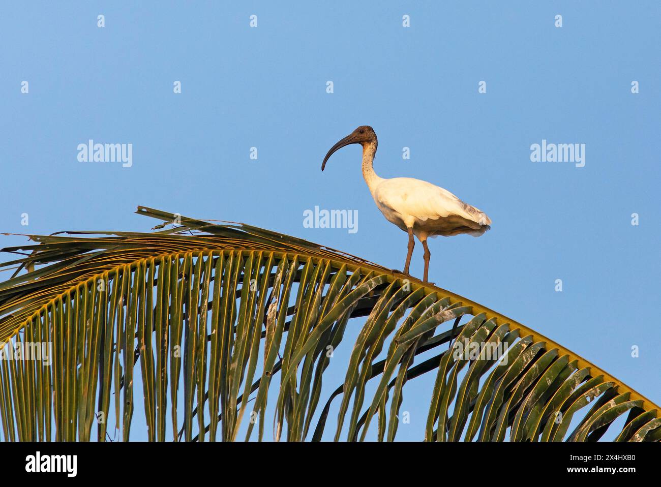 Ibis blanc américain (Eudocimus albus) sur un palmier, backwaters, Kumarakom, Kerala, Inde Banque D'Images