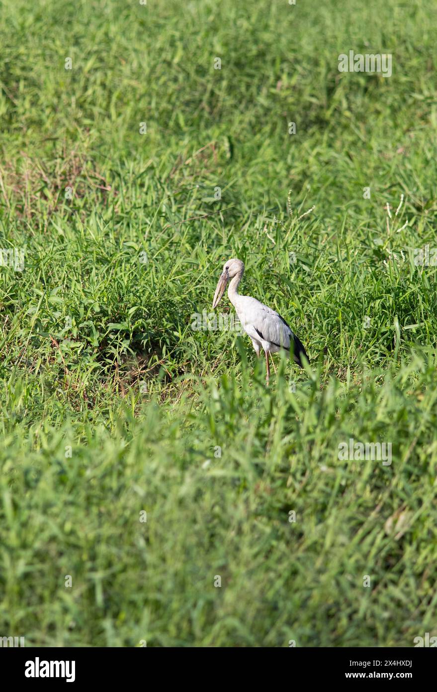 Bec ouvert asiatique (Anastomus oscitans) dans l'herbe, backwaters, Kumarakom, Kerala, Inde Banque D'Images