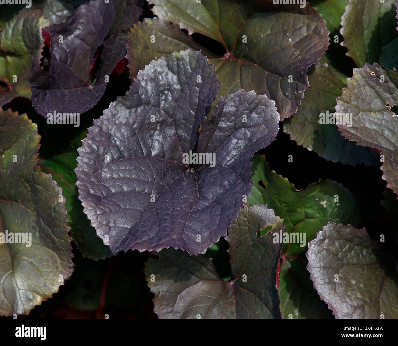 Gros plan sur les grandes feuilles de bronze violettes de la plante herbacée de jardin vivace à faible croissance Ligularia Britt Marie Crawford. Banque D'Images