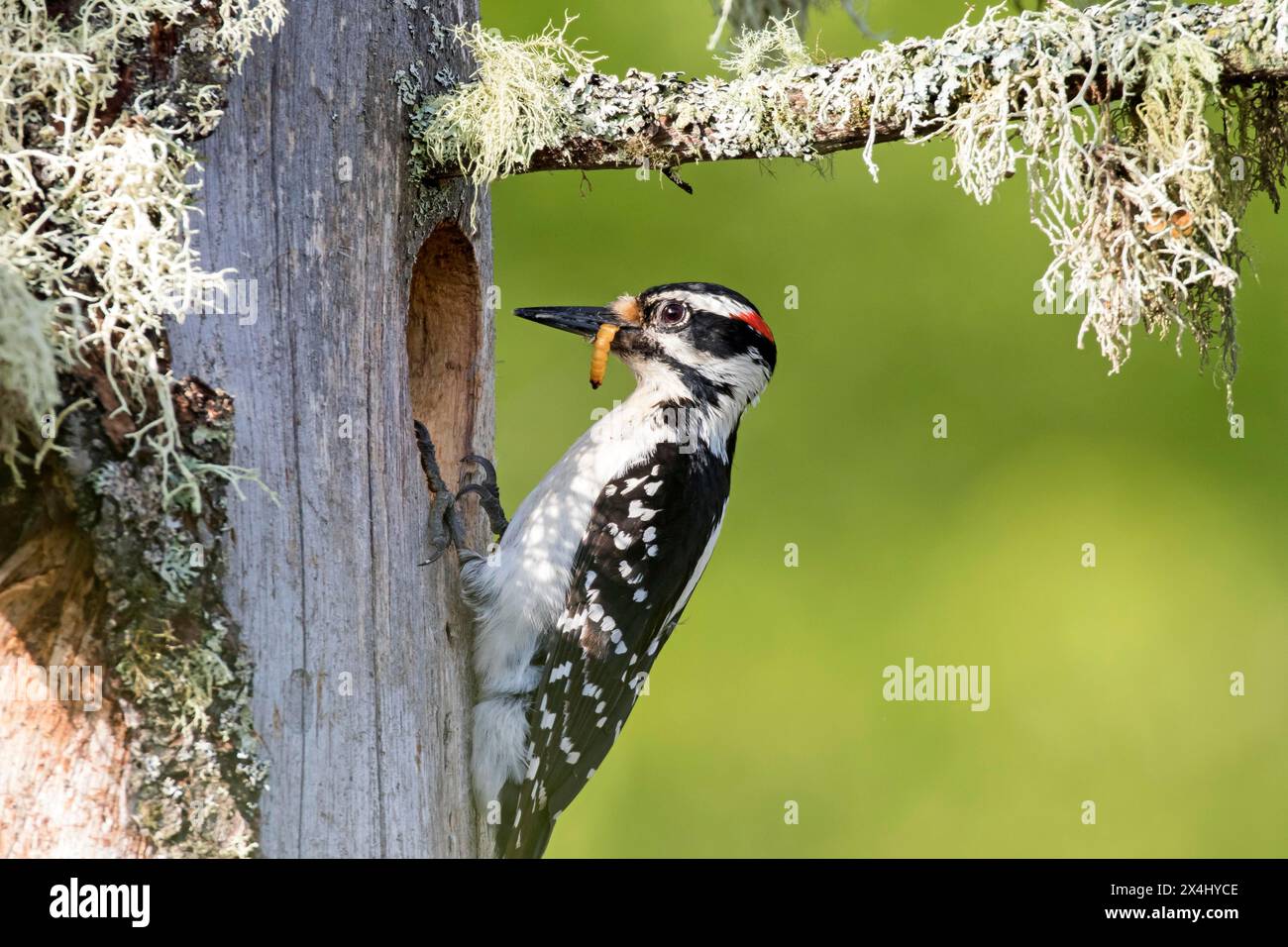 Pic poilu (Leuconotopicus villosus), femelle apportant une chenille pour nourrir les bébés, parc national de la Mauricie, province de Québec, Canada, Banque D'Images