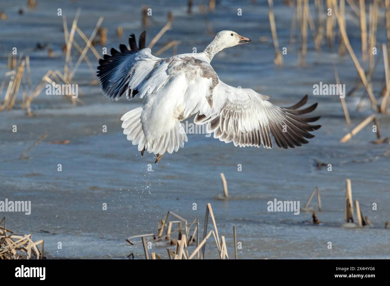 Oie des neiges (Anser caerulescens), juvénile décollant sur un marais gelé, réserve de biosphère du lac Saint-Pierre, province de Québec, Canada, Banque D'Images