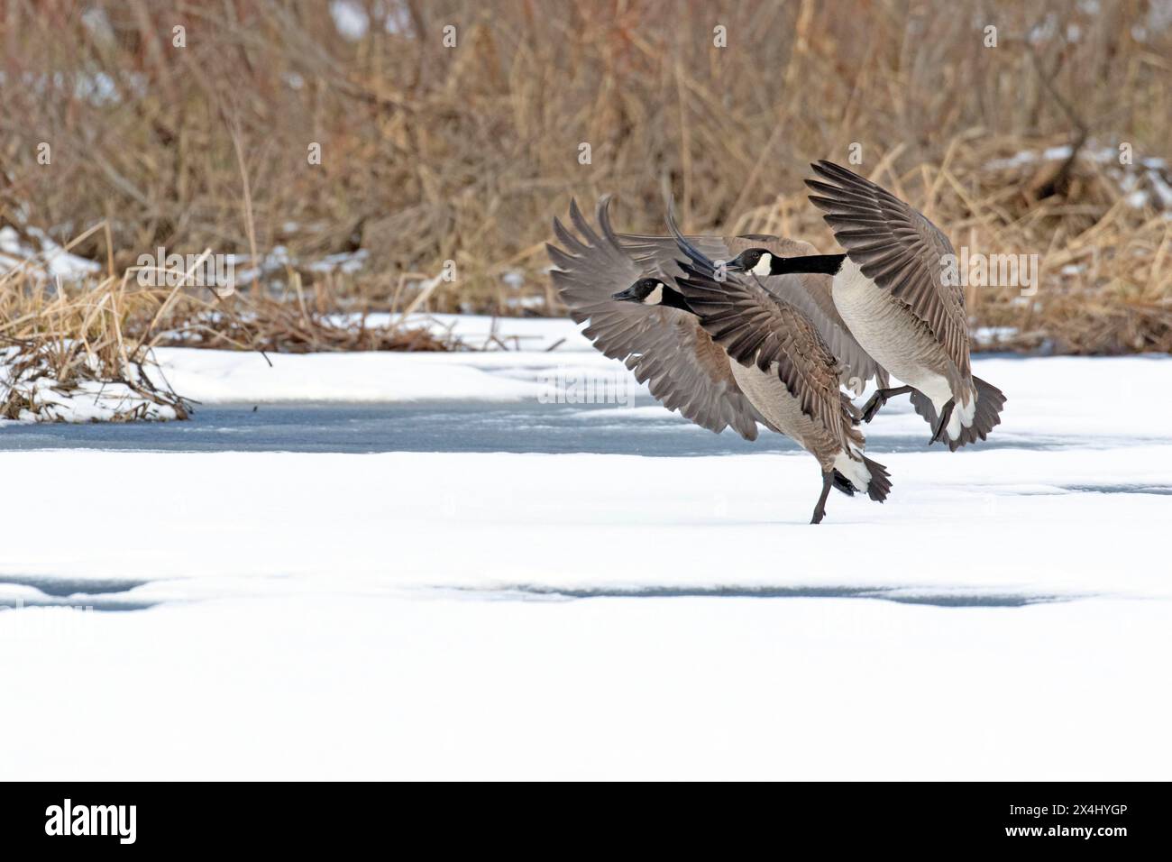 Bernaches du Canada (branta canadensis), débarquant en couple sur un marais gelé, réserve de biosphère du lac Saint-Pierre. Province de Québec. Canada, Banque D'Images