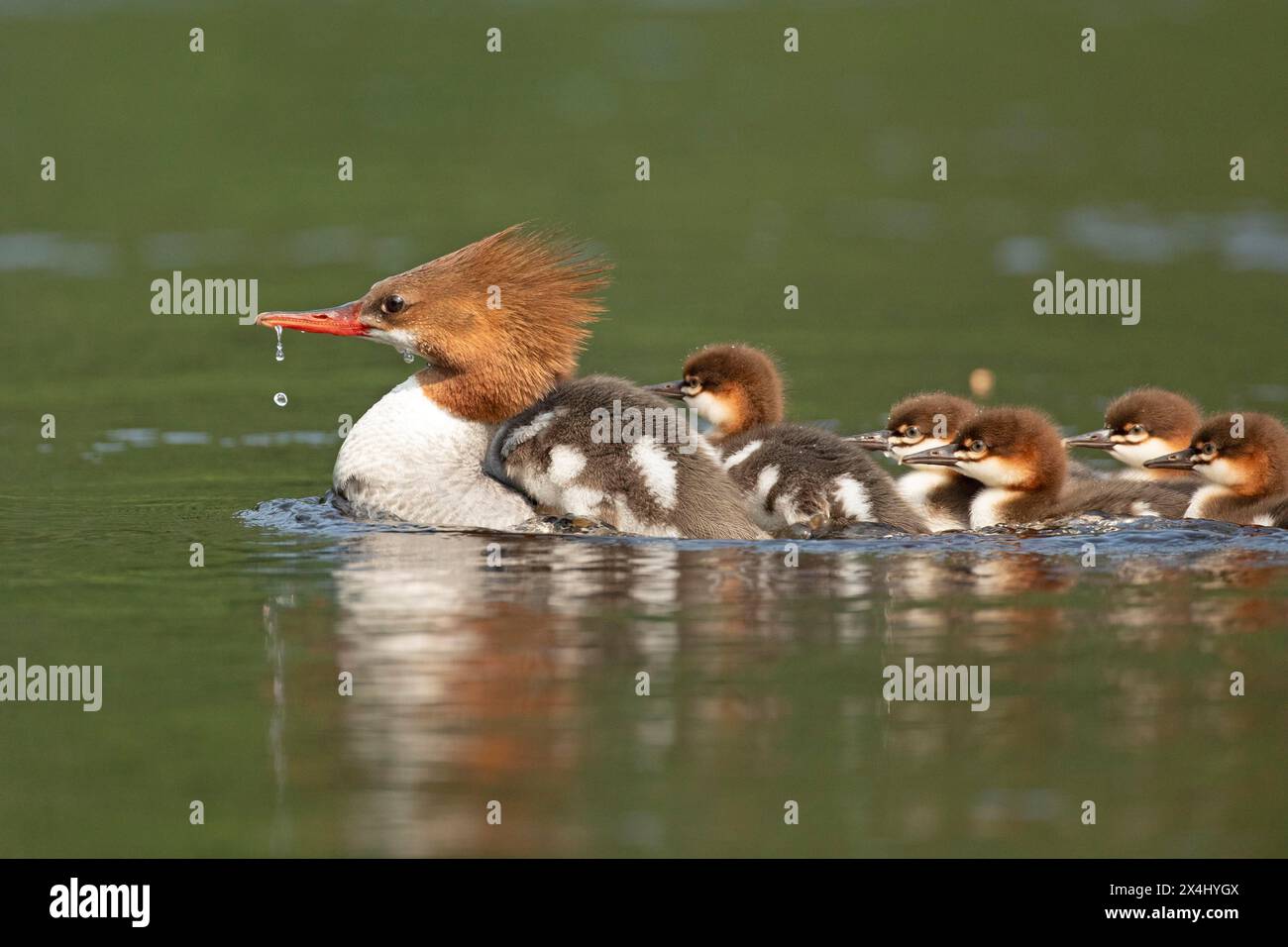 Mergansers (mergus merganer), femelle nageant et portant des bébés sur le dos, parc national de la Mauricie, province de Québec, Canada, Banque D'Images