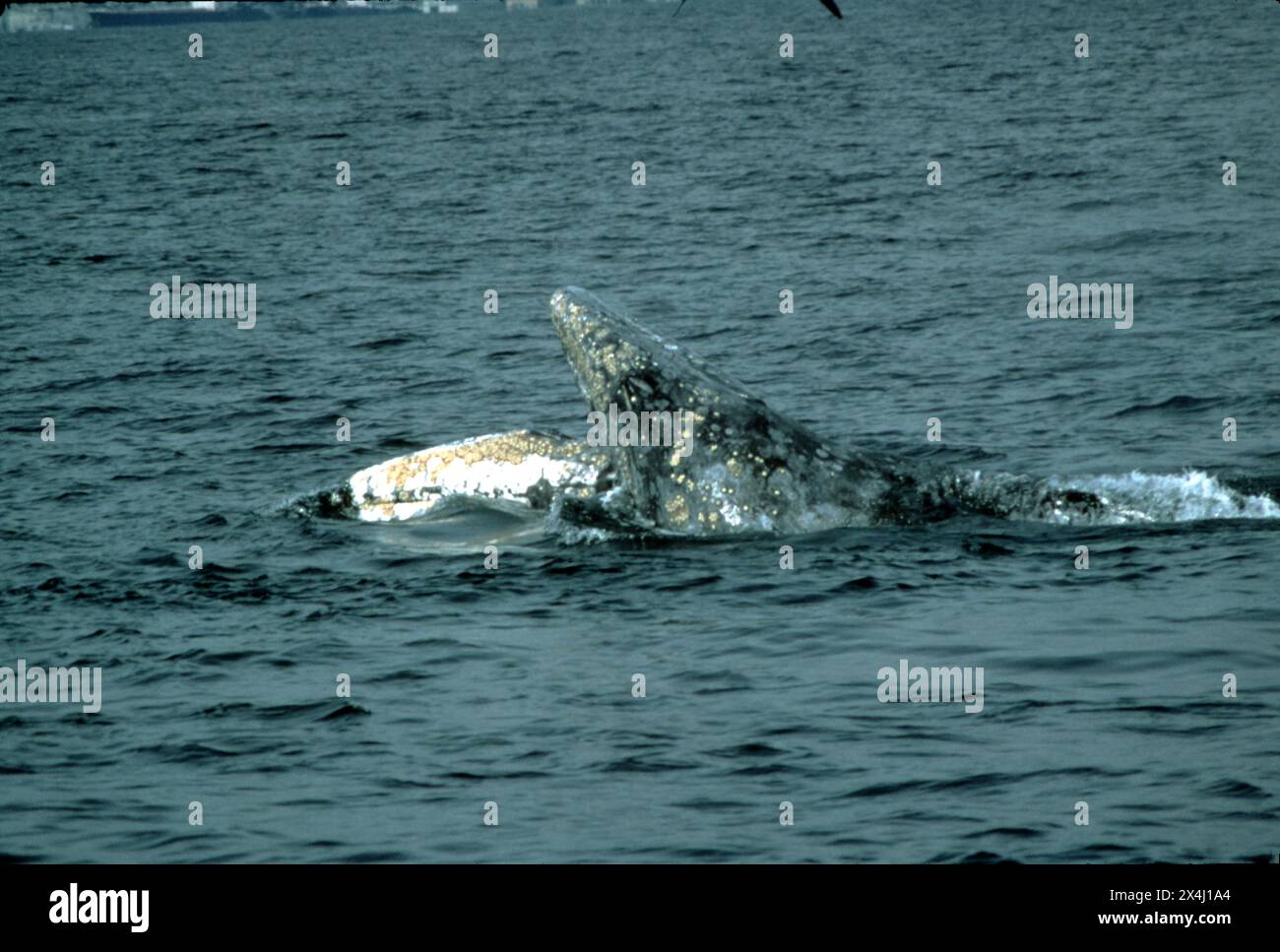 Long Beach, CA États-Unis. Jan. 1981. Baleine grise (Eschrichtius robustus) s'accouplant au large des côtes de San Pedro, Californie. 2-mâle et 1-femelle engagés dans l'accouplement sur leur migration annuelle. Les baleines grises mesurent de 4,9 m (16 pi) de longueur pour les nouveau-nés à 13–15 m (43–49 pi) pour les adultes (les femelles ont tendance à être légèrement plus grandes que les mâles adultes). Les nouveau-nés sont de couleur gris à noir plus foncé. Une baleine grise mature peut atteindre 40 t (44 tonnes courtes), avec une fourchette typique de 15 à 33 t (17 à 36 tonnes courtes), ce qui en fait la neuvième espèce de cétacés la plus grande taille. Banque D'Images