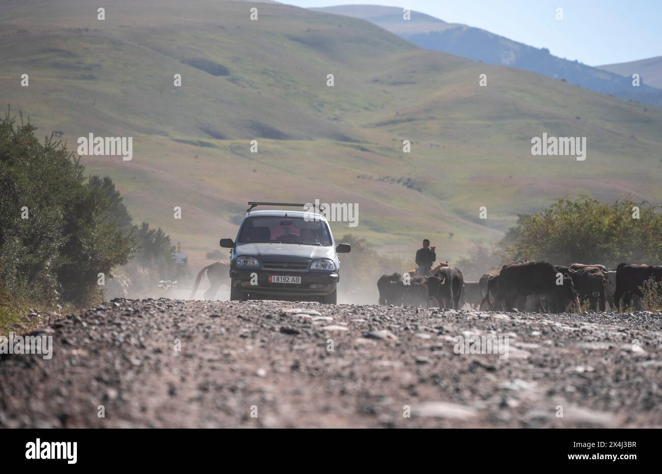 Circulation automobile, cavaliers conduisant un troupeau de vaches sur la route, Kirghizistan Banque D'Images