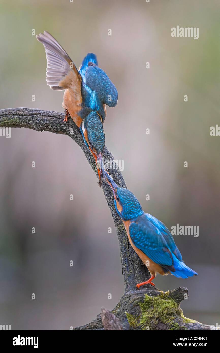 kingfisher commun (Alcedo atthis) indicateur de cours d'eau propres, alimentation de cour, formation de paire, paire, animaux mâles et femelles, cadeau nuptial, hab Banque D'Images